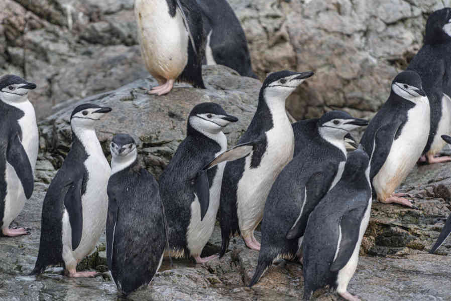 Pingüino Chinstrap - Antártida 03.jpg